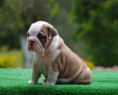 
Precio Bulldog...........<strong>   $35,000.00  A   $60,000.00    (dependiendo la calidad)</strong> <br><br>


100% pura raza, registrados todos los papeles en regla se envian a cualquier parte de la Republica.<br><br> 

<li>Contrato de compraventa<br><br></li>


<li>Seguro de vida gratuito por escrito de 5 años que cubre muerte en caso de cuestiones virales</li>
<br><br>

<li>Garantía de Pureza Racial<br><br></li>

<li>Certificado de registro inicial que extiende la Federación Canófila Mexicana donde los cachorros se entregan con tatuaje y microchip</li>


