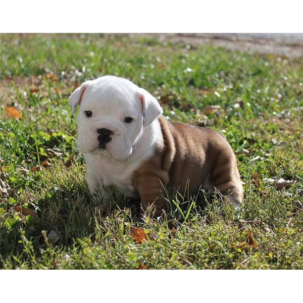 Cachorros bulldog Inglés