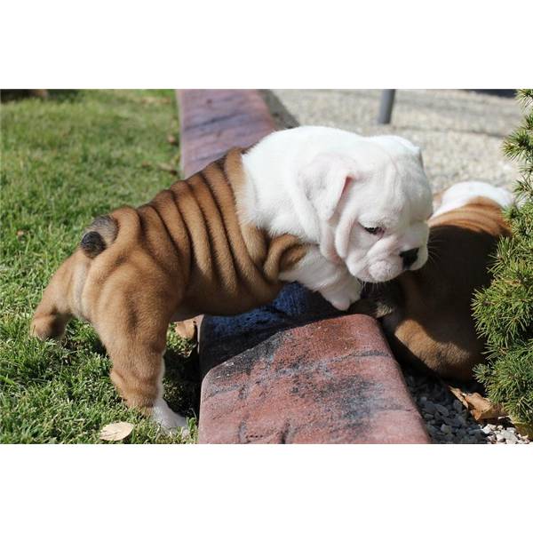
Precio Bulldog...........<strong>   $35,000.00  A   $60,000.00    (dependiendo la calidad)</strong> <br><br>


100% pura raza, registrados todos los papeles en regla se envian a cualquier parte de la Republica.<br><br> 

<li>Contrato de compraventa<br><br></li>


<li>Seguro de vida gratuito por escrito de 5 años que cubre muerte en caso de cuestiones virales</li>
<br><br>

<li>Garantía de Pureza Racial<br><br></li>

<li>Certificado de registro inicial que extiende la Federación Canófila Mexicana donde los cachorros se entregan con tatuaje y microchip</li>

