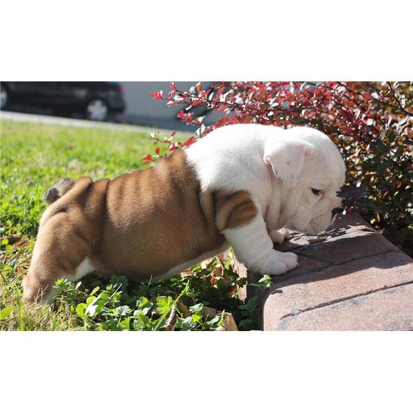 Cachorros bulldog Inglés