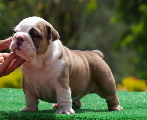 Cachorros bulldog Inglés