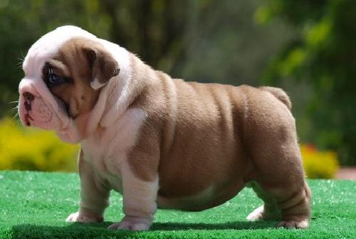 Cachorros bulldog Inglés