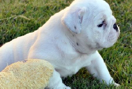 Cachorros bulldog Inglés