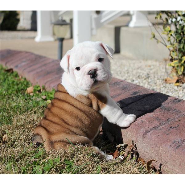 Cachorros bulldog Inglés