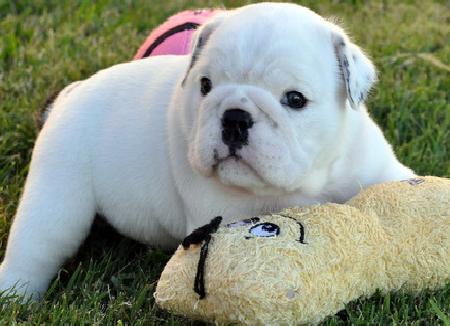 
Precio Bulldog...........<strong>   $35,000.00  A   $60,000.00    (dependiendo la calidad)</strong> <br><br>


100% pura raza, registrados todos los papeles en regla se envian a cualquier parte de la Republica.<br><br> 

<li>Contrato de compraventa<br><br></li>


<li>Seguro de vida gratuito por escrito de 5 años que cubre muerte en caso de cuestiones virales</li>
<br><br>

<li>Garantía de Pureza Racial<br><br></li>

<li>Certificado de registro inicial que extiende la Federación Canófila Mexicana donde los cachorros se entregan con tatuaje y microchip</li>

