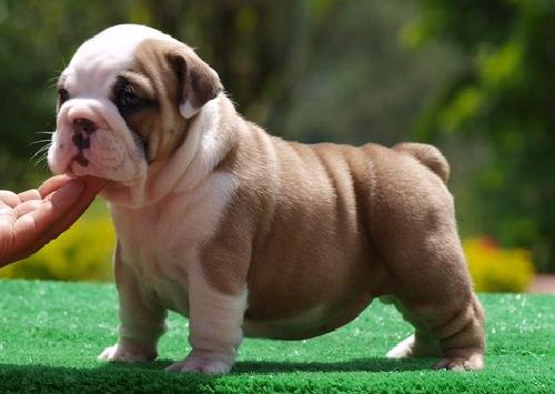
Precio Bulldog...........<strong>   $35,000.00  A   $60,000.00    (dependiendo la calidad)</strong> <br><br>


100% pura raza, registrados todos los papeles en regla se envian a cualquier parte de la Republica.<br><br> 

<li>Contrato de compraventa<br><br></li>


<li>Seguro de vida gratuito por escrito de 5 años que cubre muerte en caso de cuestiones virales</li>
<br><br>

<li>Garantía de Pureza Racial<br><br></li>

<li>Certificado de registro inicial que extiende la Federación Canófila Mexicana donde los cachorros se entregan con tatuaje y microchip</li>


