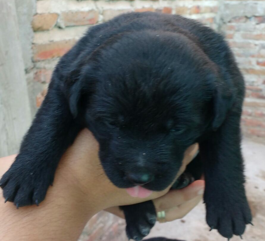 cachorros en adopcion