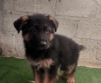 Cachorro de PASTOR ALEMAN.
<br>Buena genética, cuenta con 2.5 meses de edad, desparasitado y vacunado de acuerdo a su edad, color negro / bronce.
<br>
<br>