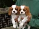 Cavalier rey charles cachorros