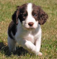 Cachorros Springer Spaniel Inglés