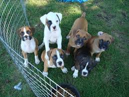 Los cachorros Boxer adorables