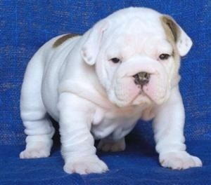 BULLDOG INGLES CACHORROS DISPONIBLES