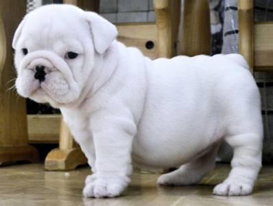 
Precio Bulldog...........<strong>   $35,000.00  A   $60,000.00    (dependiendo la calidad)</strong> <br><br>


100% pura raza, registrados todos los papeles en regla se envian a cualquier parte de la Republica.<br><br> 

<li>Contrato de compraventa<br><br></li>


<li>Seguro de vida gratuito por escrito de 5 años que cubre muerte en caso de cuestiones virales</li>
<br><br>

<li>Garantía de Pureza Racial<br><br></li>

<li>Certificado de registro inicial que extiende la Federación Canófila Mexicana donde los cachorros se entregan con tatuaje y microchip</li>

