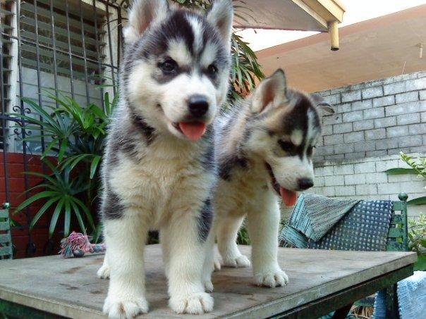 Fantásticos cachorros Siberian Husky disponibles para nuevas viviendas