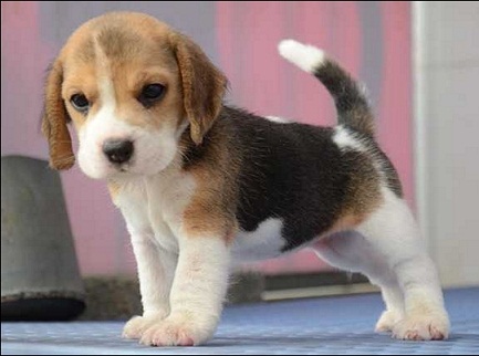Vendemos cachorro Beagle