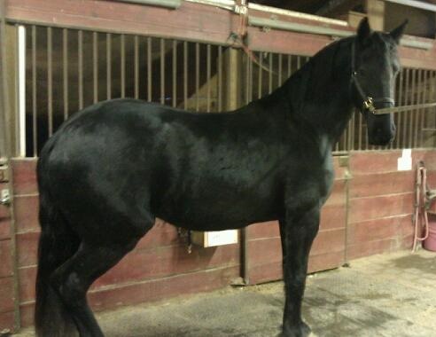 nuestro caballo macho se llama Jacky. es muy saludable y esté al día con sus cheques de veterinaria. corre muy bien. es un hermoso caballo. también es cariñoso y obediente. todo lo que queremos es un hogar cariñoso para él. Si sabes en el fondo que usted será capaz de darle un hogar a hime, contacte con nosotros