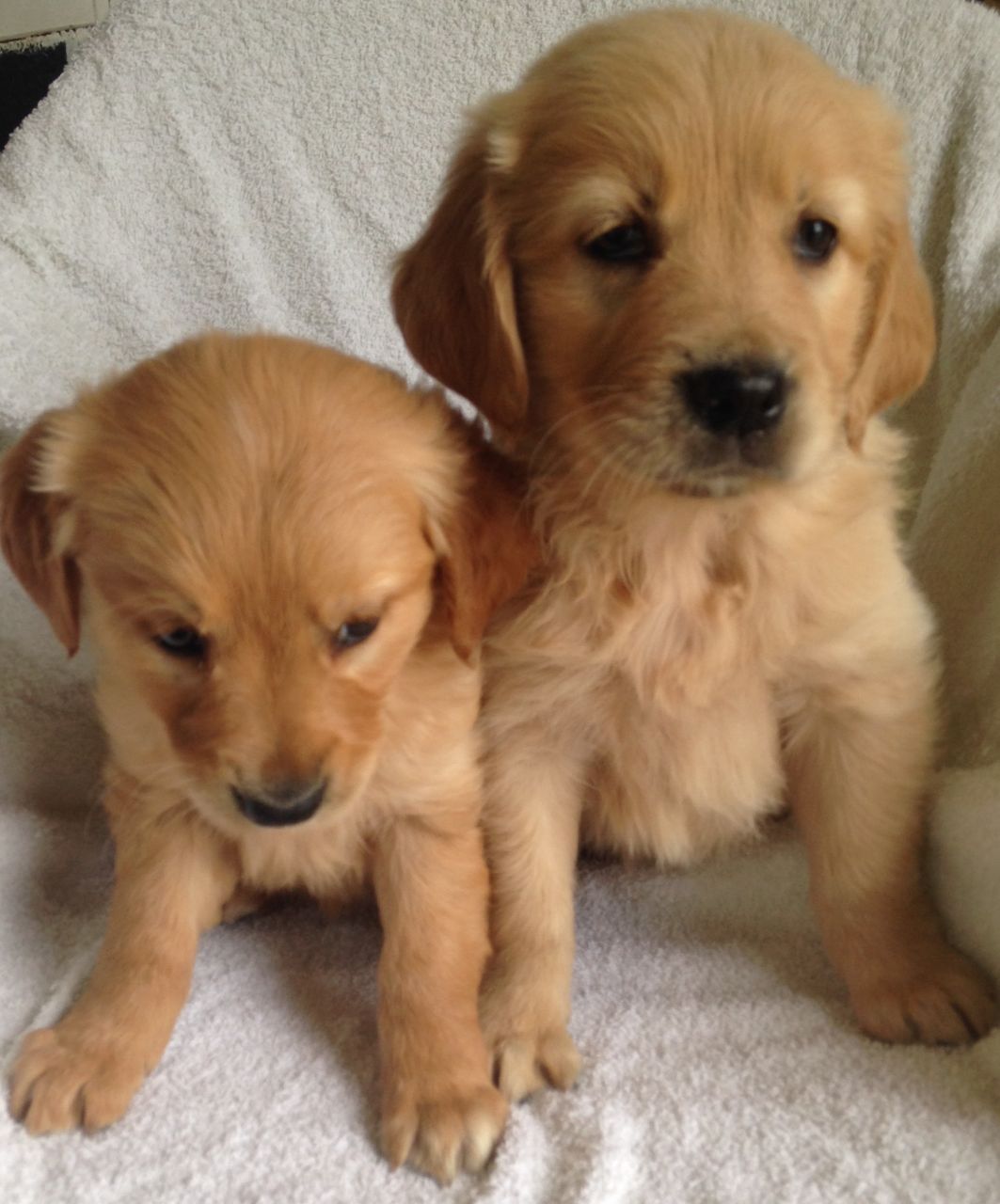 Pura Raza Cachorros Golden Retriever