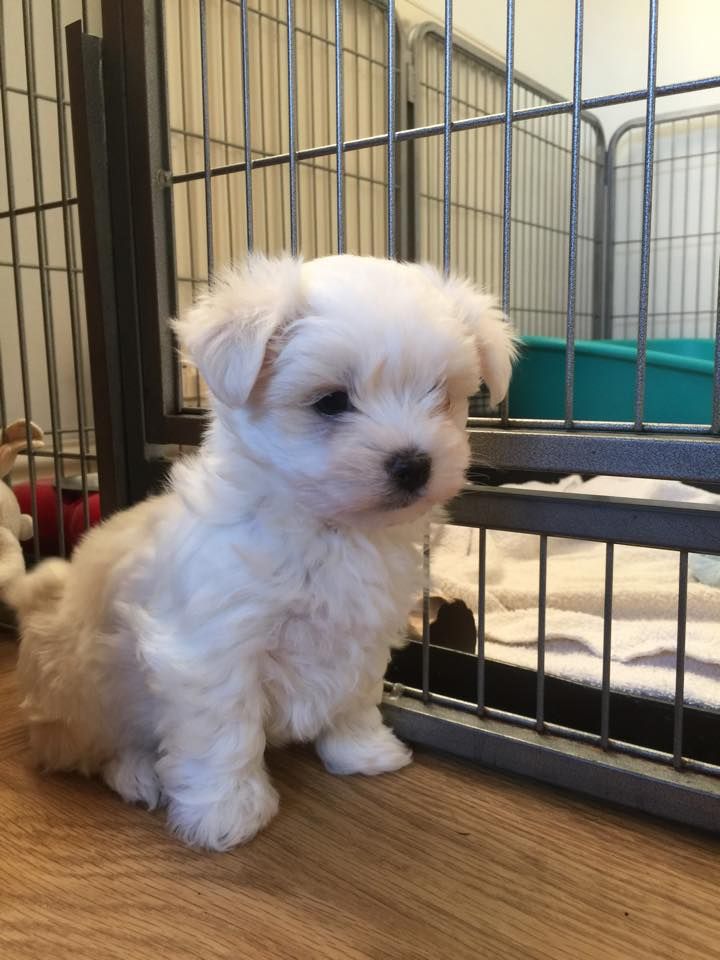 Dos perritos malteses blancos Diminuto Saludables