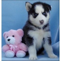 
Precio Siberian husky...........<strong>            $18,500.00  A  $22,000.00  (dependiendo del color)</strong> <br><br>


100% pura raza, registrados todos los papeles en regla se envian a cualquier parte de la Republica.<br><br> 

<li>Contrato de compraventa<br><br></li>


<li>Seguro de vida gratuito por escrito de 5 años que cubre muerte en caso de cuestiones virales</li>
<br><br>

<li>Garantía de Pureza Racial<br><br></li>

<li>Certificado de registro inicial que extiende la Federación Canófila Mexicana donde los cachorros se entregan con tatuaje y microchip</li>

