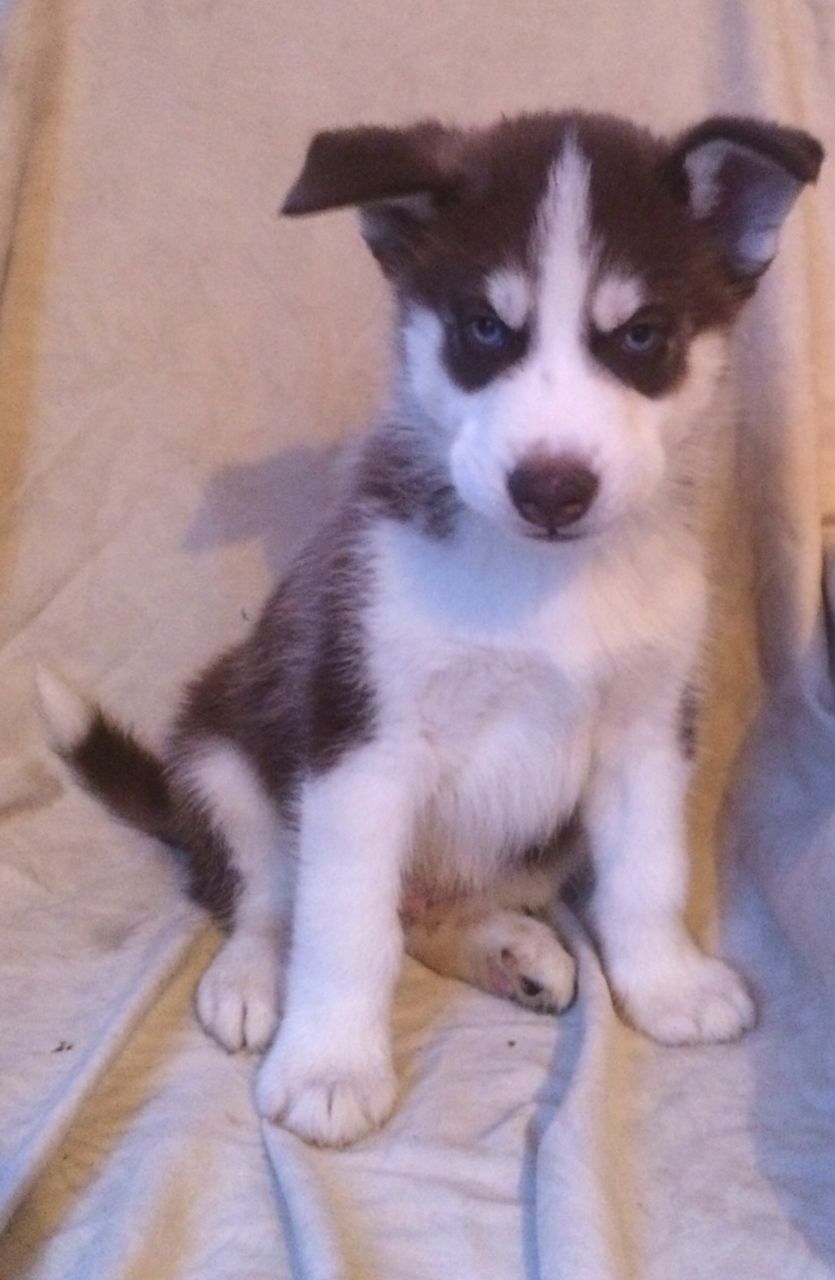 
Precio Siberian husky...........<strong>            $18,500.00  A  $22,000.00  (dependiendo del color)</strong> <br><br>


100% pura raza, registrados todos los papeles en regla se envian a cualquier parte de la Republica.<br><br> 

<li>Contrato de compraventa<br><br></li>


<li>Seguro de vida gratuito por escrito de 5 años que cubre muerte en caso de cuestiones virales</li>
<br><br>

<li>Garantía de Pureza Racial<br><br></li>

<li>Certificado de registro inicial que extiende la Federación Canófila Mexicana donde los cachorros se entregan con tatuaje y microchip</li>

