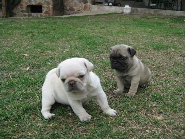  blanco y marrón machitto y hembritta cachorros carlino pug para la adopción
