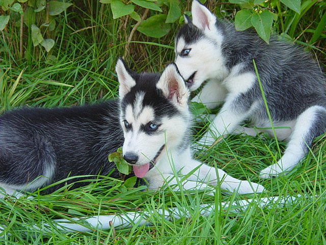 
Precio Siberian husky...........<strong>            $18,500.00  A  $22,000.00  (dependiendo del color)</strong> <br><br>


100% pura raza, registrados todos los papeles en regla se envian a cualquier parte de la Republica.<br><br> 

<li>Contrato de compraventa<br><br></li>


<li>Seguro de vida gratuito por escrito de 5 años que cubre muerte en caso de cuestiones virales</li>
<br><br>

<li>Garantía de Pureza Racial<br><br></li>

<li>Certificado de registro inicial que extiende la Federación Canófila Mexicana donde los cachorros se entregan con tatuaje y microchip</li>


