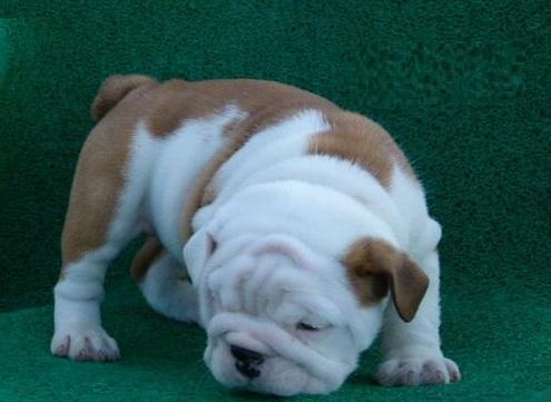 
Precio Bulldog...........<strong>   $35,000.00  A   $60,000.00    (dependiendo la calidad)</strong> <br><br>


100% pura raza, registrados todos los papeles en regla se envian a cualquier parte de la Republica.<br><br> 

<li>Contrato de compraventa<br><br></li>


<li>Seguro de vida gratuito por escrito de 5 años que cubre muerte en caso de cuestiones virales</li>
<br><br>

<li>Garantía de Pureza Racial<br><br></li>

<li>Certificado de registro inicial que extiende la Federación Canófila Mexicana donde los cachorros se entregan con tatuaje y microchip</li>

