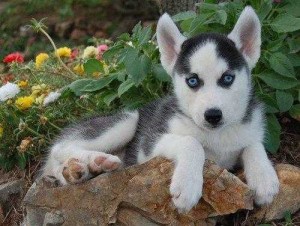 
Precio Siberian husky...........<strong>            $18,500.00  A  $22,000.00  (dependiendo del color)</strong> <br><br>


100% pura raza, registrados todos los papeles en regla se envian a cualquier parte de la Republica.<br><br> 

<li>Contrato de compraventa<br><br></li>


<li>Seguro de vida gratuito por escrito de 5 años que cubre muerte en caso de cuestiones virales</li>
<br><br>

<li>Garantía de Pureza Racial<br><br></li>

<li>Certificado de registro inicial que extiende la Federación Canófila Mexicana donde los cachorros se entregan con tatuaje y microchip</li>

