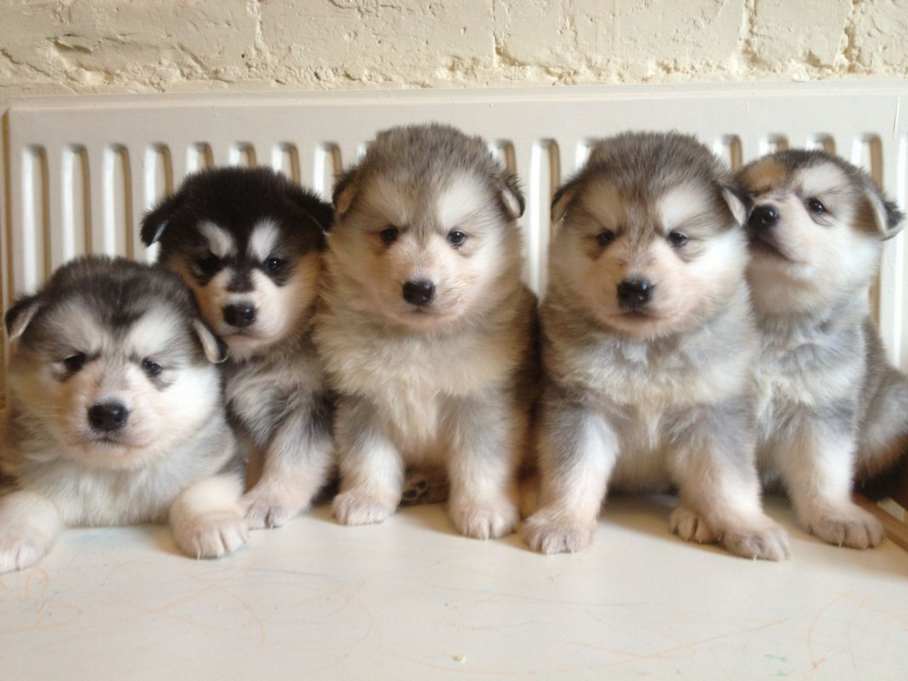 
Precio ALASKAN MALAMUTE...........<strong>$18,500.00</strong> <br><br>

100% pura raza, registrados todos los papeles en regla se envian a cualquier parte de la Republica.<br><br> 

<li>Contrato de compraventa<br><br></li>


<li>Seguro de vida gratuito por escrito de 5 años que cubre muerte en caso de cuestiones virales</li>
<br><br>

<li>Garantía de Pureza Racial<br><br></li>


<li>Certificado de registro inicial que extiende la Federación Canófila Mexicana donde los cachorros se entregan con tatuaje y microchip<br><br></li>

