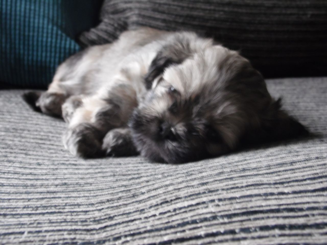 Nuestra hermosa chica nos bendijo con 3 hijos adorables en el 05/08/13.
<br>Mamá es una niña preciosa que es 1/2 Lhasa apso y 1/2 Shih tzu, pero se parece más a Lhasa. Papá es el hijo de mi Kc Lhasa y es simplemente impresionante. Ambos tienen temperamentos increíble y son muy queridos mascotas de la familia.
<br>Tenemos 1 chicos y 1 chica restante. El niño es de color beige con máscara negro. Es idéntico al padre cuando era un cachorro y crecerá hasta tener más de un piel de color crema. La niña es un atigrado muy oscuro que es la mitad del tamaño de los chicos y será un adulto pequeño. Todos los cachorros parecen puros apsos Lhasa.