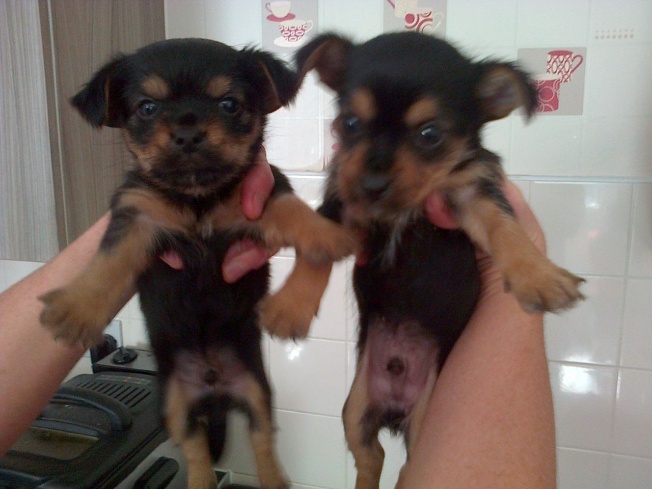 
Precio Chihuahua...........<strong>     $16,500.00  A   $20,000.00    (dependiendo del tamaño y color)</strong> <br><br>


100% pura raza, registrados todos los papeles en regla se envian a cualquier parte de la Republica.<br><br> 

<li>Contrato de compraventa<br><br></li>


<li>Seguro de vida gratuito por escrito de 5 años que cubre muerte en caso de cuestiones virales</li>
<br><br>

<li>Garantía de Pureza Racial<br><br></li>

<li>Certificado de registro inicial que extiende la Federación Canófila Mexicana donde los cachorros se entregan con tatuaje y microchip</li>

