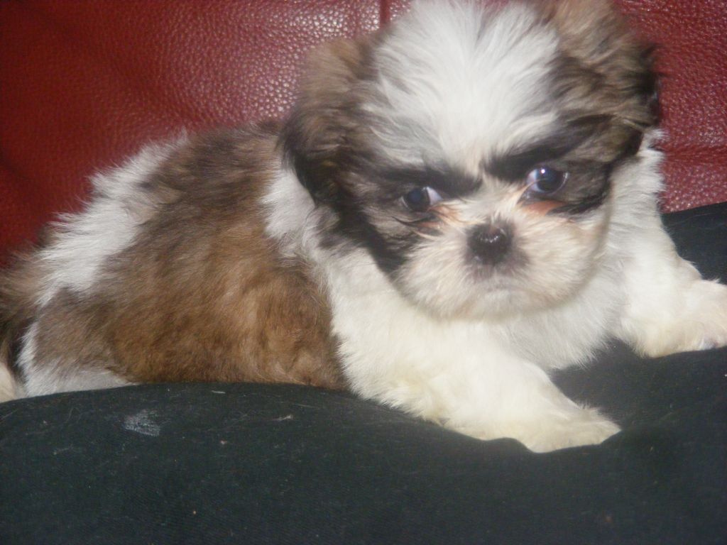 
Precio Shih Tzu...........<strong>          $22,000.00</strong> <br><br>


100% pura raza, registrados todos los papeles en regla se envian a cualquier parte de la Republica.<br><br> 

<li>Contrato de compraventa<br><br></li>


<li>Seguro de vida gratuito por escrito de 5 años que cubre muerte en caso de cuestiones virales</li>
<br><br>

<li>Garantía de Pureza Racial<br><br></li>

<li>Certificado de registro inicial que extiende la Federación Canófila Mexicana donde los cachorros se entregan con tatuaje y microchip</li>

