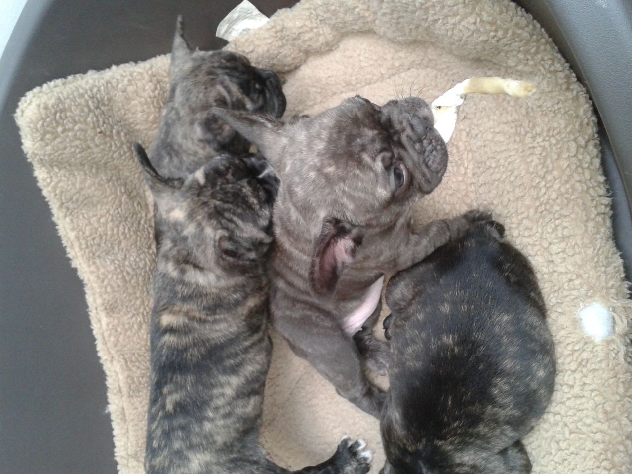 Listo para ir a la parte superior azul cachorros genes \