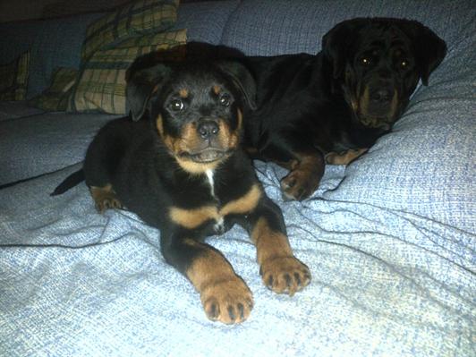 
Precio Rottweiler...........<strong>   $18,000.00</strong> <br><br>


100% pura raza, registrados todos los papeles en regla se envian a cualquier parte de la Republica.<br><br> 

<li>Contrato de compraventa<br><br></li>


<li>Seguro de vida gratuito por escrito de 5 años que cubre muerte en caso de cuestiones virales</li>
<br><br>

<li>Garantía de Pureza Racial<br><br></li>

<li>Certificado de registro inicial que extiende la Federación Canófila Mexicana donde los cachorros se entregan con tatuaje y microchip</li>

