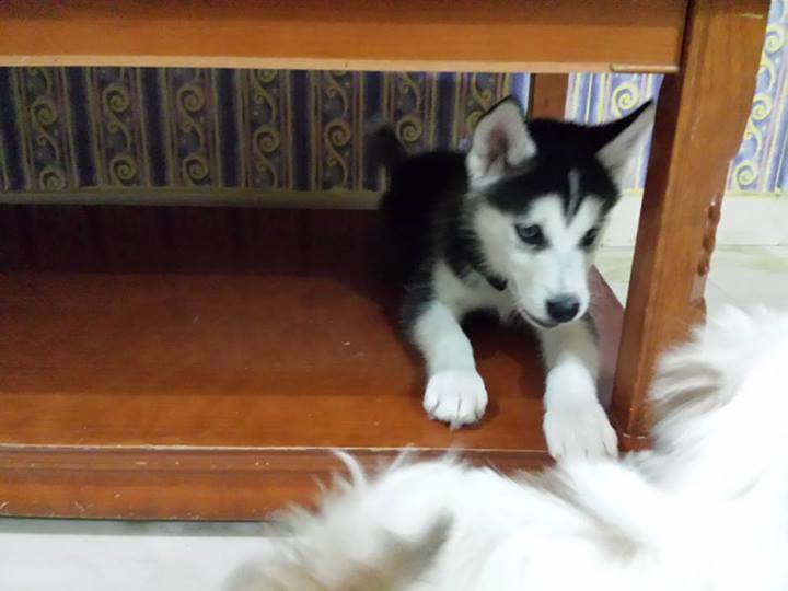
Precio Siberian husky...........<strong>            $18,500.00  A  $22,000.00  (dependiendo del color)</strong> <br><br>


100% pura raza, registrados todos los papeles en regla se envian a cualquier parte de la Republica.<br><br> 

<li>Contrato de compraventa<br><br></li>


<li>Seguro de vida gratuito por escrito de 5 años que cubre muerte en caso de cuestiones virales</li>
<br><br>

<li>Garantía de Pureza Racial<br><br></li>

<li>Certificado de registro inicial que extiende la Federación Canófila Mexicana donde los cachorros se entregan con tatuaje y microchip</li>

