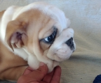 Cachorro bulldog ingles 2 meses y medio vacunado conforme a su edad 