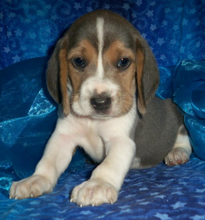 
Precio Beagle...........<strong>$16,500.00</strong> <br><br>

100% pura raza, registrados todos los papeles en regla se envian a cualquier parte de la Republica.<br><br> 

<li>Contrato de compraventa<br><br></li>


<li>Seguro de vida gratuito por escrito de 5 años que cubre muerte en caso de cuestiones virales</li>
<br><br>

<li>Garantía de Pureza Racial<br><br></li>


<li>Certificado de registro inicial que extiende la Federación Canófila Mexicana donde los cachorros se entregan con tatuaje y microchip<br><br></li>

