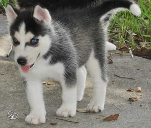 
Precio Siberian husky...........<strong>            $18,500.00  A  $22,000.00  (dependiendo del color)</strong> <br><br>


100% pura raza, registrados todos los papeles en regla se envian a cualquier parte de la Republica.<br><br> 

<li>Contrato de compraventa<br><br></li>


<li>Seguro de vida gratuito por escrito de 5 años que cubre muerte en caso de cuestiones virales</li>
<br><br>

<li>Garantía de Pureza Racial<br><br></li>

<li>Certificado de registro inicial que extiende la Federación Canófila Mexicana donde los cachorros se entregan con tatuaje y microchip</li>

