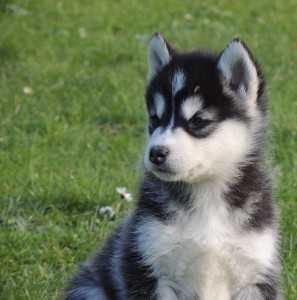 
Precio Siberian husky...........<strong>            $18,500.00  A  $22,000.00  (dependiendo del color)</strong> <br><br>


100% pura raza, registrados todos los papeles en regla se envian a cualquier parte de la Republica.<br><br> 

<li>Contrato de compraventa<br><br></li>


<li>Seguro de vida gratuito por escrito de 5 años que cubre muerte en caso de cuestiones virales</li>
<br><br>

<li>Garantía de Pureza Racial<br><br></li>

<li>Certificado de registro inicial que extiende la Federación Canófila Mexicana donde los cachorros se entregan con tatuaje y microchip</li>

