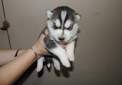 
Precio Siberian husky...........<strong>            $18,500.00  A  $22,000.00  (dependiendo del color)</strong> <br><br>


100% pura raza, registrados todos los papeles en regla se envian a cualquier parte de la Republica.<br><br> 

<li>Contrato de compraventa<br><br></li>


<li>Seguro de vida gratuito por escrito de 5 años que cubre muerte en caso de cuestiones virales</li>
<br><br>

<li>Garantía de Pureza Racial<br><br></li>

<li>Certificado de registro inicial que extiende la Federación Canófila Mexicana donde los cachorros se entregan con tatuaje y microchip</li>

