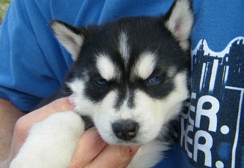 
Precio Siberian husky...........<strong>            $18,500.00  A  $22,000.00  (dependiendo del color)</strong> <br><br>


100% pura raza, registrados todos los papeles en regla se envian a cualquier parte de la Republica.<br><br> 

<li>Contrato de compraventa<br><br></li>


<li>Seguro de vida gratuito por escrito de 5 años que cubre muerte en caso de cuestiones virales</li>
<br><br>

<li>Garantía de Pureza Racial<br><br></li>

<li>Certificado de registro inicial que extiende la Federación Canófila Mexicana donde los cachorros se entregan con tatuaje y microchip</li>

