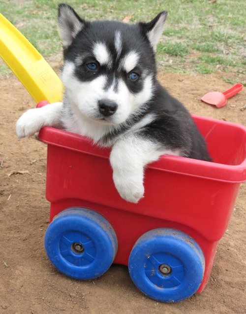 
Precio Siberian husky...........<strong>            $18,500.00  A  $22,000.00  (dependiendo del color)</strong> <br><br>


100% pura raza, registrados todos los papeles en regla se envian a cualquier parte de la Republica.<br><br> 

<li>Contrato de compraventa<br><br></li>


<li>Seguro de vida gratuito por escrito de 5 años que cubre muerte en caso de cuestiones virales</li>
<br><br>

<li>Garantía de Pureza Racial<br><br></li>

<li>Certificado de registro inicial que extiende la Federación Canófila Mexicana donde los cachorros se entregan con tatuaje y microchip</li>

