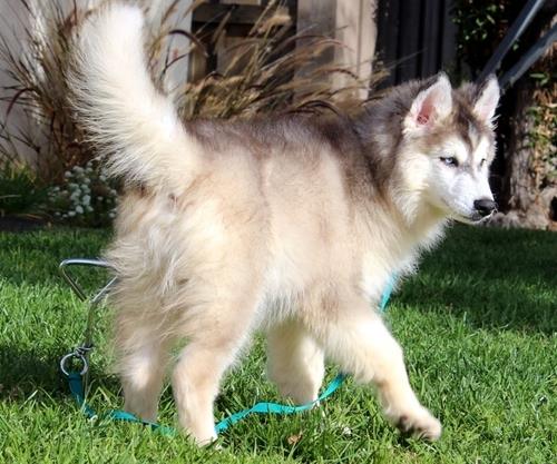 
Precio Siberian husky...........<strong>            $18,500.00  A  $22,000.00  (dependiendo del color)</strong> <br><br>


100% pura raza, registrados todos los papeles en regla se envian a cualquier parte de la Republica.<br><br> 

<li>Contrato de compraventa<br><br></li>


<li>Seguro de vida gratuito por escrito de 5 años que cubre muerte en caso de cuestiones virales</li>
<br><br>

<li>Garantía de Pureza Racial<br><br></li>

<li>Certificado de registro inicial que extiende la Federación Canófila Mexicana donde los cachorros se entregan con tatuaje y microchip</li>

