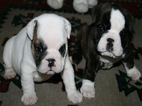 Los cachorros de calidad superior Bulldog Inglés