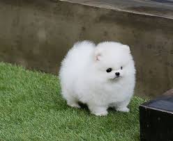 
<br>
<br>Conoce esta increíble oh tan pequeño Sable Pomeranian Princesa Pompeyo! Ella es la micro pequeña niña espera que sea alrededor de 2,5 libras plena crecido! Ella tiene una capa blanca del triple en el clor y una cara de oso impresionante! Ella tiene un cuerpo cobby corto y piernas cortas! Personalidad cariñosa dulce, a la espera de estar bajo su árbol! Ella se ofrece a las vacaciones