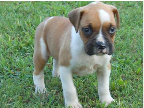 AKC Reg Masculino y Femenino cachorros Boxer