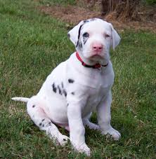 Pura Raza Great Dane