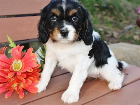 Adorable Cavalier King Charles Puppeis