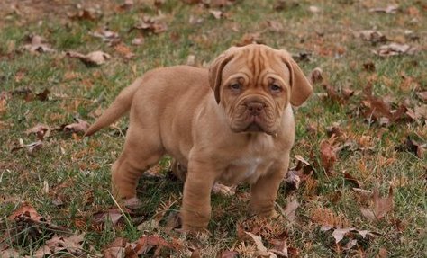 Los primeros orígenes Cachorros Dogo de Burdeos