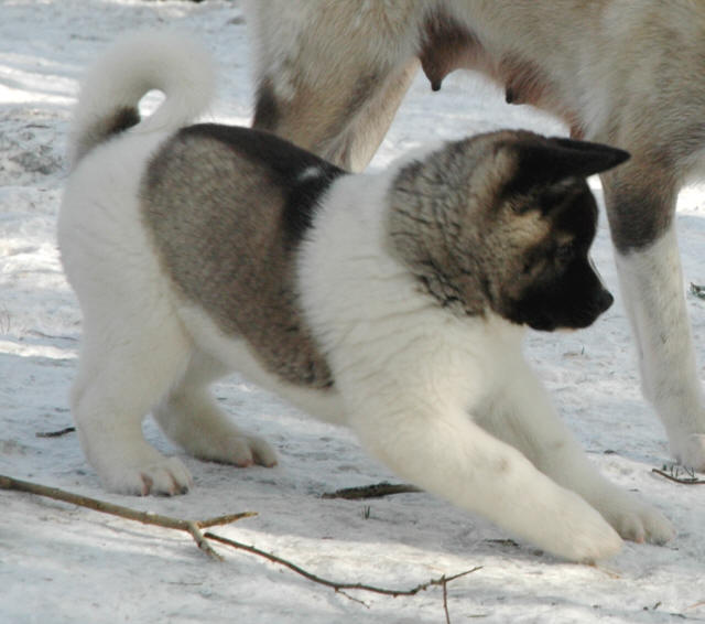 Grandes cachorros Akita, todas las vacunas